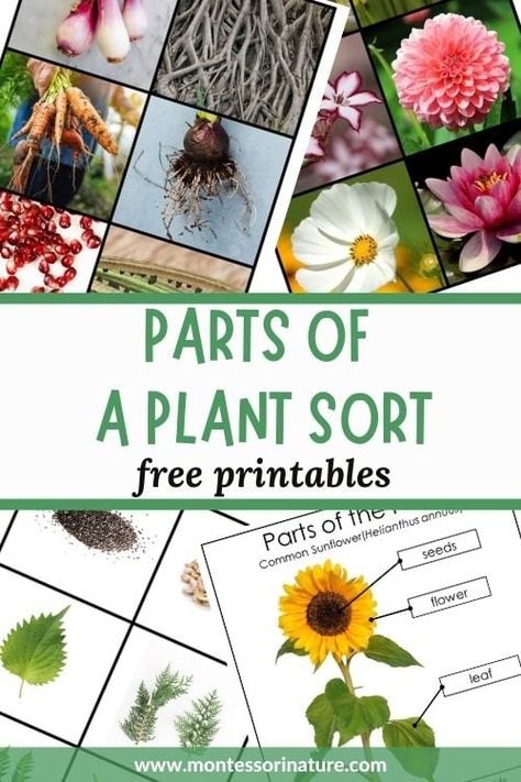 Parts of a Plant Free Printable Diagram Parts of a Sunflower - Montessori Nature Printables Plant Parts Activities, Parts Of A Plant Preschool, Parts Of A Flower Printable, Parts Of A Flower Preschool, Sunflower Montessori, Bee Inquiry, Plants Preschool, Montessori Printables Free, Preschool Flowers