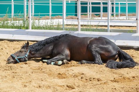 Colic In Horses, Increase Water Intake, Brain And Spinal Cord, Horse Nutrition, Healthy Horses, Muscle Twitching, Motor Neuron, Muscle Atrophy, Horse Feed