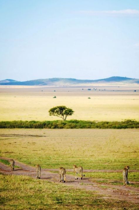 Five cheetah brothers walk in the Masai Mara National Reserve, Kenya Masai Mara National Reserve, Masai Mara, Kenya, Walk In, Golf Courses, Walking