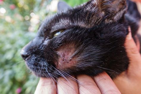 Why Are There Scabs on Your Cat's Back? Feline Acne, Cat Wounds, Cat Having Kittens, Skin Parasites, Cat Tips, Cat Skin, Munchkin Cat, Cat With Blue Eyes, Cat Talk