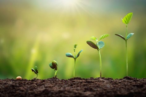 Growing Plants Wallpaper, Green Background Landscape, Agriculture Pictures, Leadership Communication, Food Background Wallpapers, Food Background, Growth And Decay, Life Vision, Plant Images