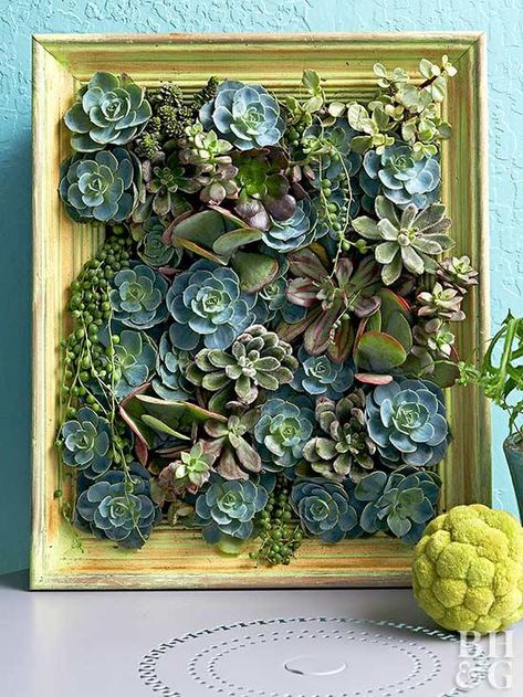 Succulent Wall Garden, Succulent Frame, Vertical Succulent Gardens, Succulent Display, Succulent Wall Art, Garden Games, Succulent Wall, Indoor Gardens, Succulents In Containers