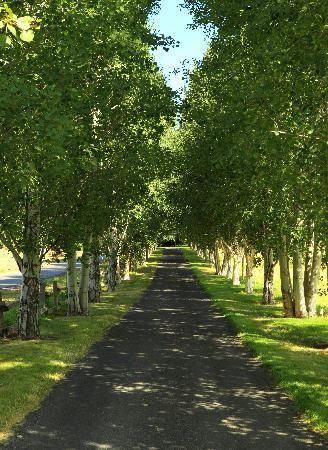 A long, tree-lined driveway? Yes Please. I would love to come home to this everyday. It's so peaceful More White Shed, Entrance Landscaping, Lined Driveway, Beautiful Driveways, Driveway Entrance Landscaping, Tree Lined Driveway, Tree Tunnel, Driveway Entrance, Driveway Design