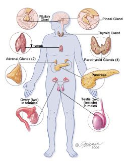 endocrine pancreas Brain Lobes, Yoga History, Anatomy Organs, Cervical Pain, Ap Psychology, Systems Art, Brain Structure, Human Body Parts, Muscle Anatomy