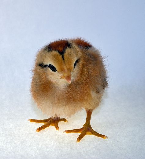 Ameraucana Chick Black Ameraucana Chicken, Ameraucana Chicken Eggs, Ameraucana Rooster, Baby Chicks Photography, Ameraucana Chicken, Araucana Chickens, Chicken Incubator, Raising Chicks, Chicken Coup