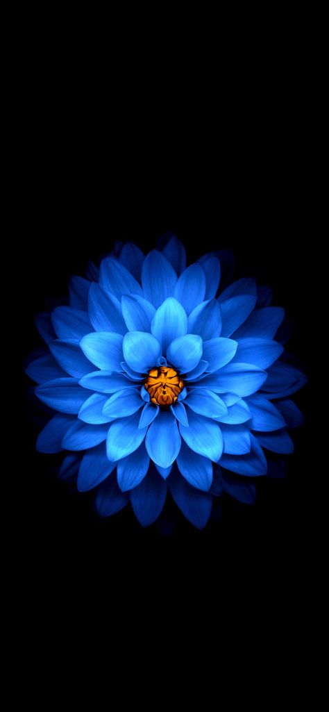 Blue Flower on Dark Background - Wallpapers Central Iphone 6 Original Wallpaper, New Flower Wallpaper, Wallpaper Huawei, Wallpaper Iphone Ios7, Frühling Wallpaper, Iphone Wallpaper Hd Original, Iphone 6s Wallpaper, Ios 7 Wallpaper, Hd Flower Wallpaper