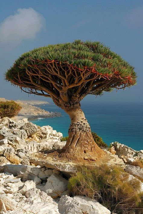 Socotra Dragon Tree, Savannah Biome, Yemen Socotra, Yemen Travel, Blooming Aesthetic, Yemeni Culture, Socotra Island Yemen, Socotra Yemen, Desert River