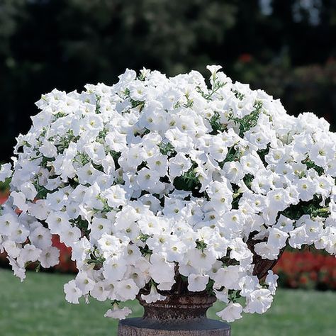 Easy Wave White trailing petunia seeds Petunia Hanging Baskets, White Petunias, Petunia Care, Trailing Petunias, Petunia Seeds, Wave Petunias, Front Yard Plants, Petunia Flower, Easy Waves