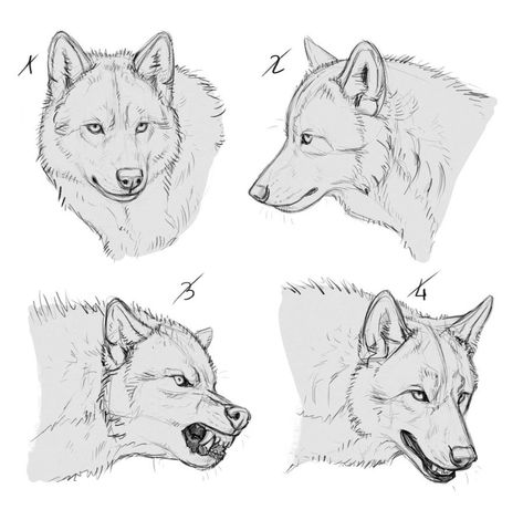 Wolf Poses, Wolf Sketch, Canine Drawing, Wolf Artwork, 강아지 그림, Wolf Drawing, Canine Art, Animal Sketches, Wolf Art