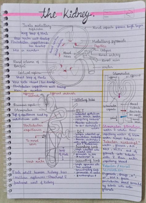 Bio Diagrams, Loop Of Henle, Bio Notes, Neet Notes, Biology Diagrams, Nurse Study, Basic Anatomy, Short Notes, Study Biology