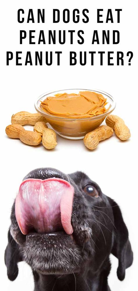 Can Dogs Eat Peanuts? Is Peanut Butter Good For Dogs? Weight Gain For Dogs, Peter Pan Peanut Butter, Kraft Peanut Butter, Home Cooked Dog Food, Skippy Peanut Butter, Peanut Ball, Peanut Butter For Dogs, Raw Peanuts, Peanut Butter Dog Treats