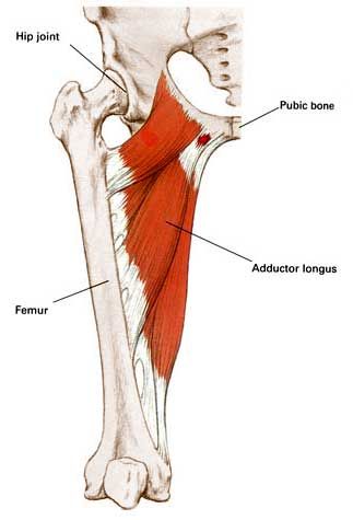 ADDUCTOR LONGUS--- adducts, flexes, & rotates thigh Adductor Muscles, Hip Anatomy, Human Muscle Anatomy, Yoga Anatomy, Tight Hip Flexors, Human Body Anatomy, Lower Limb, Muscle Anatomy, Muscles In Your Body