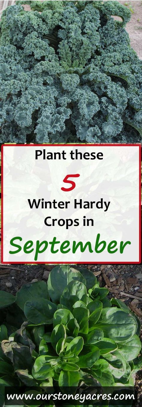 What can you plant in September?? Here are 5 crops you can still plant in September. This post is meant mainly for those of us living in Zones 4 to 7, in the northern hemisphere. Winter Vegetables Gardening, Tattoo Plant, Vegetable Garden Tips, Zone 7, Fall Vegetables, Fall Garden Vegetables, Winter Vegetables, Winter Plants, Fall Plants