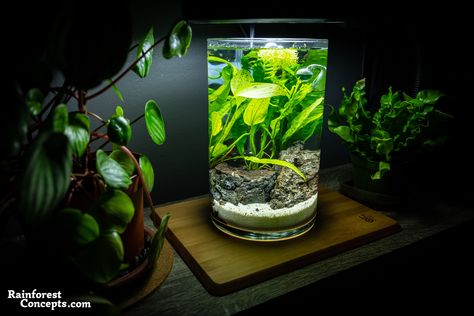 Small Glass Containers, Diy Fish Tank, Indoor Water Garden, Mini Aquarium, Aquarium Setup, Shrimp Tank, Aquarium Ideas, Aquascape Aquarium, Fish Tank Plants