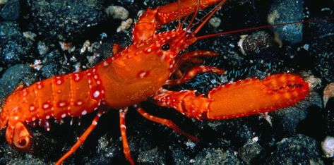 5 Crazy & Rare Colored Lobsters | The Fact Site Animal Experiences, Lobster Tails, Red Lobster, Ocean Wallpaper, Arthropods, Crustaceans, Live Forever, Crazy Colour, Animal Sketches