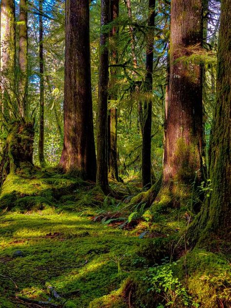 Oregon coastal forest on a sunny day... Coastal Forest, Beautiful Trees, Tree Leaves, Beautiful Tree, Sunny Day, Live Action, Sunny Days, Oregon, Trees