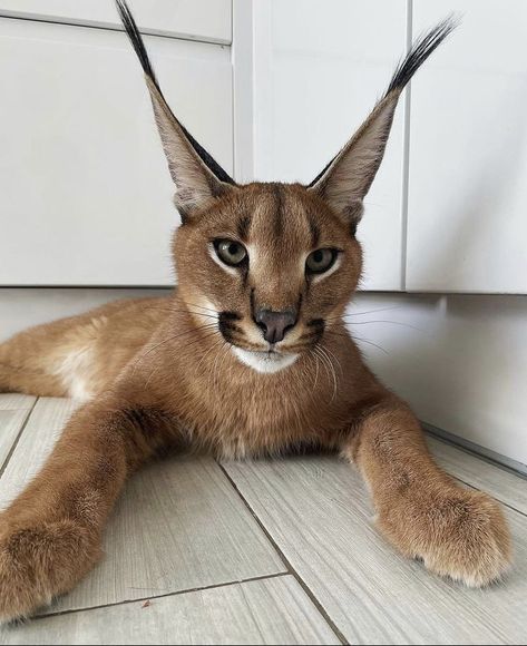 Caracal Cat Pet, Cat Ladders, Caracal Kittens, Cute Crow, Making A Bed, Making A Bed Frame, Crow Pictures, Make Bed, Caracal Cat