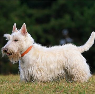 Scottie, Scottish Terrier Puppies for Sale - Adoptapet.com Scottie Dog Puppy, Scottie Puppies, Scottish Terrier Puppy, Scottish Terriers, Adoptive Family, Terrier Puppies, Terrier Puppy, Puppy For Sale, Scottish Terrier