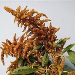 bronze amaranthus Flower Library, October Wedding Flowers, August Flowers, October Flowers, September Flowers, Flower Types, Flower Varieties, Brown Flowers, Outside Wedding