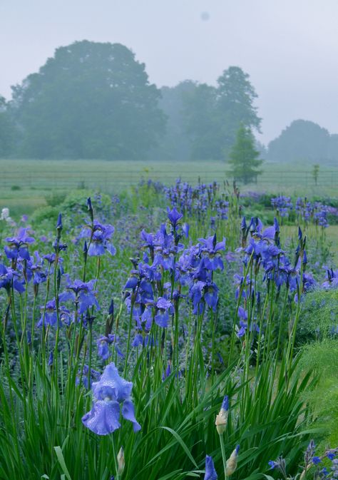 Terrace Planting, Iris Field, Blue Iris Flowers, Spring Tea, Farm Garden, Iris Garden, Pretty Landscapes, Blue Garden, Flowering Plants