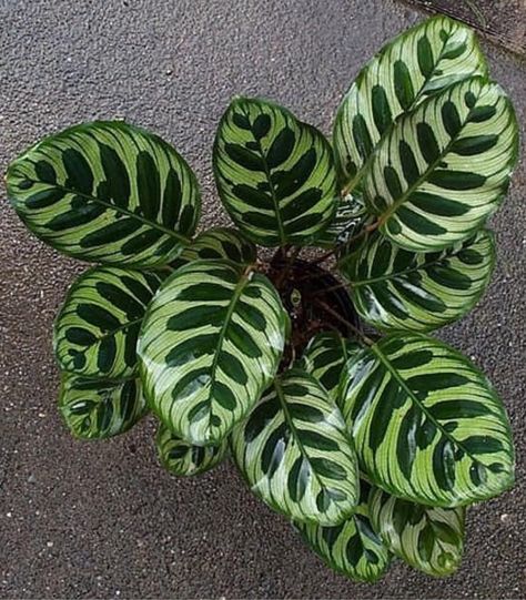 Houseplants Safe For Cats, Dog Safe Plants, Calathea Makoyana, Peacock Plant, Plant In Pot, Pink Amazon, Christmas Plants, Plants For Hanging Baskets, Prayer Plant