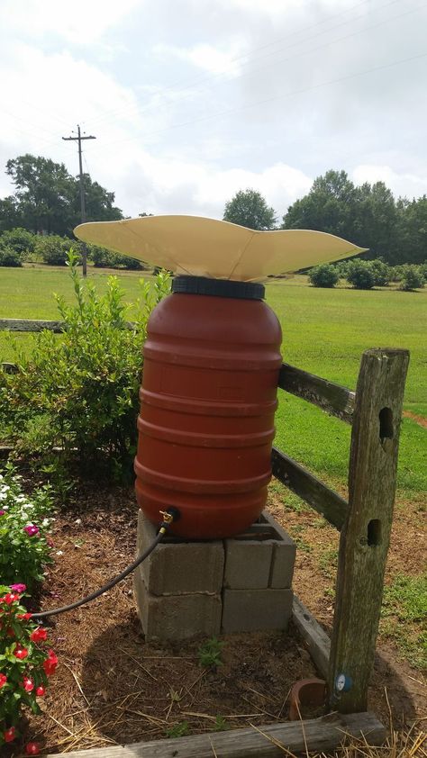 Periwinkle Plant, Rain Barrel System, Water Barrel, Soaker Hose, Front Yard Garden Design, Water Collection, Rain Barrel, Master Gardener, Rain Water Collection