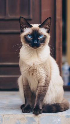 Best Cat Breeds, Royal Lineage, Cutest Cats Ever, Domestic Cat Breeds, Tiny Cats, Cat Call, Cat Hacks, Beautiful Cat Breeds, Cat Parenting