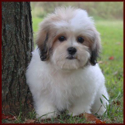 soo cute. Shichon Puppies, Bear Dogs, Teddy Bear Puppies, Dog Breeds Pictures, Bored Dog, Teddy Bear Dog, Havanese Dogs, Adorable Puppies, Aggressive Dog