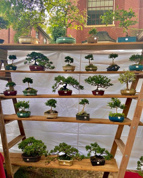 Bonsai Trees Aesthetic, Bonsai Plants Aesthetic, Bonsai Tree Aesthetic, Hippiecore Aesthetic, Aesthetic Bonsai, Bonsai Aesthetic, Levi Core, Nature Photography Green, Robby Keene