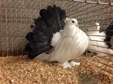 Tumbler Pigeons, Fantail Pigeon, Fancy Pigeon, Fancy Pigeons, Pigeons For Sale, Pet Pigeon, Pigeon Pictures, Pigeon Loft, Pigeon Breeds