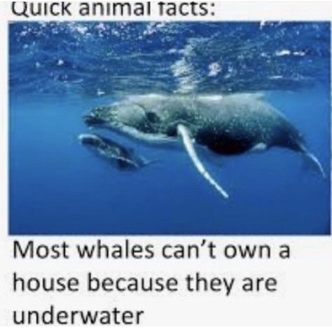 Fish Memes Funny, Marine Biology Memes, Shark Meme Funny, Biology Memes, Shark Facts, Water Animals, Silly Images, Animal Facts, Silly Animals