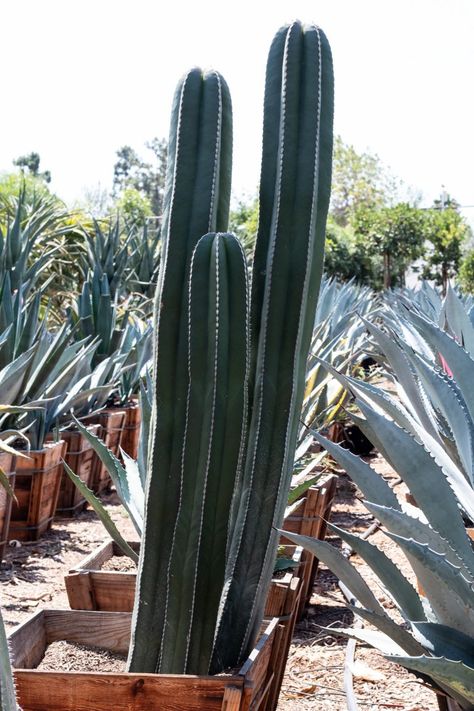 Mexican Fence Post Cactus (Pachycereus Marginatus) – J.J. Growers Nursery Mexican Fence Post Cactus, Fence Post Cactus, Mexican Fence Post, Lips Photo, Desert Dream, Cactus Plant, Sun And Water, Low Maintenance Plants, Fence Post