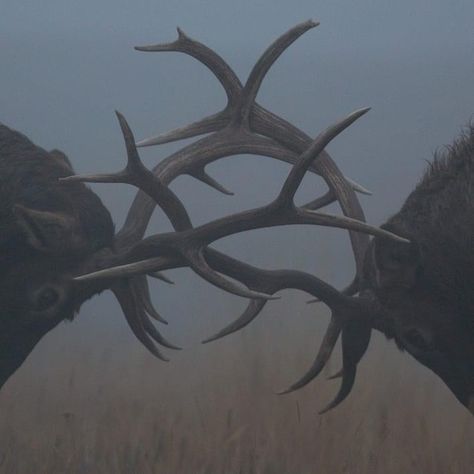 Antler Aesthetic, Sketch Reference, Bull Elk, Southern Gothic, Pretty Animals, Ap Art, Glacier National, Glacier National Park, Animal Photo