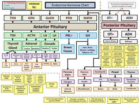 Hormones Chart, Endocrine System Hormones, Endocrine System Nursing, Endocrine Hormones, Endocrine Glands, خريطة ذهنية, Pharmacy School, Medical Laboratory Science, Nursing School Studying