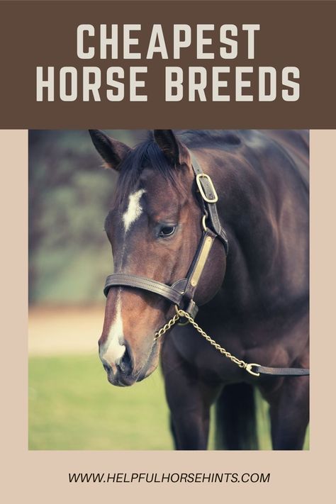 Best Horse Breeds For First Time Owners, Buying A Horse, Big Horse Breeds, Expensive Horse, Standardbred Horse, Buy A Horse, Horse Info, Big Horses, Horse Gear