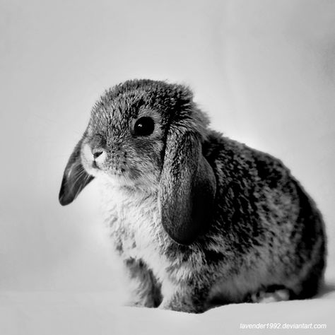 Animal Movement, 문신 디자인, Pet Rabbit, Baby Bunnies, Wildlife Animals, Cute Creatures, White Photo, Sweet Animals, Cute Bunny