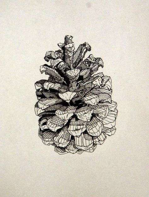 Cone Drawing, Form Art, Cross Hatching, 인물 드로잉, Ink Illustrations, Pen Art, Chiaroscuro, Pine Cone, Art Class