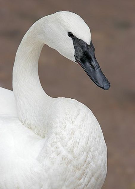 Swan Pictures, Trumpeter Swan, Bird House Kits, Beautiful Swan, White Swan, Trumpeter, All Birds, White Feathers, Swan Lake