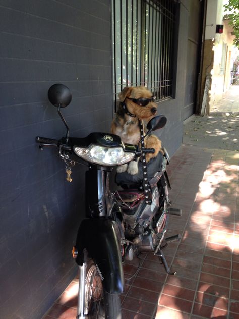 #dogbiker Motorcycle Photo Shoot, Biker Dog, Big Bike, Photo Shoot, Bike, Dogs, Quick Saves