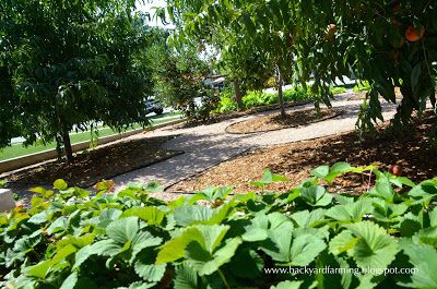 Strawberry plants next to home orchard of apple, peach and pear trees. Fruit Trees Garden Design, Home Orchard, Fruit Tree Garden, Backyard Farm, Home Landscape, Pear Trees, Edible Landscaping, Strawberry Plants, Backyard Farming