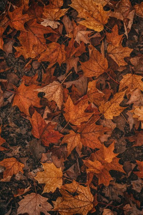 Free Brown Image on Unsplash Fall Wallpaper Backgrounds, Free Fall Wallpaper, Aesthetic Iphone, Fall Wallpaper, Wallpaper Aesthetic, Wallpaper Iphone, Autumn Leaves, Wallpaper Backgrounds, Ipad