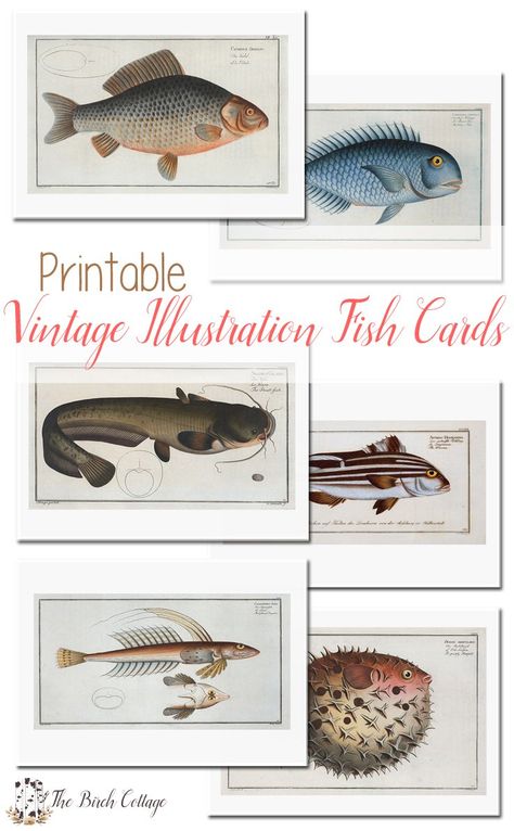 Printable Fish, Illustration Fish, Fish Cards, Cards For Dad, Fish Printables, 50 Birthday, Fishing Cards, Fishing Party, Fishing Bobber