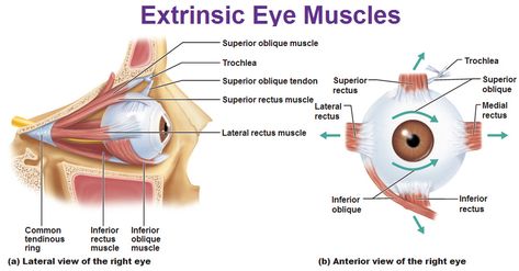 extrinsic eye muscles rectus trochlea oblique medial superior lateral  common tendinous ring Ophthalmic Technician, Optometry Education, Anatomy Lab, Muscles Anatomy, Eye Muscles, Basic Anatomy, Referred Pain, Eye Anatomy, Gross Anatomy