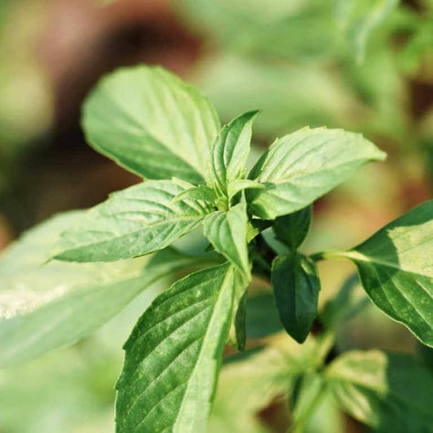 10 Basil Varieties to Grow in Your Garden Grow Mint Indoors, Mint Growing, Easiest Herbs To Grow, Growing Mint Indoors, Herbs To Grow Indoors, How To Grow Mint, Grow Mint, Indoor Herbs, Easy Herbs To Grow