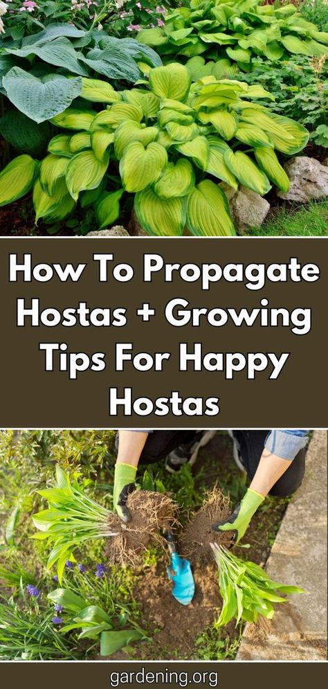 Looking to expand your hosta collection? Follow these propagation methods and care tips for beautiful, happy hostas in your garden. Types Of Hostas, Propagation Methods, Hosta Care, Garden Shade, Garden Spade, Shade Garden Plants, Hosta Gardens, Hosta Plants, Backyard Garden Landscape