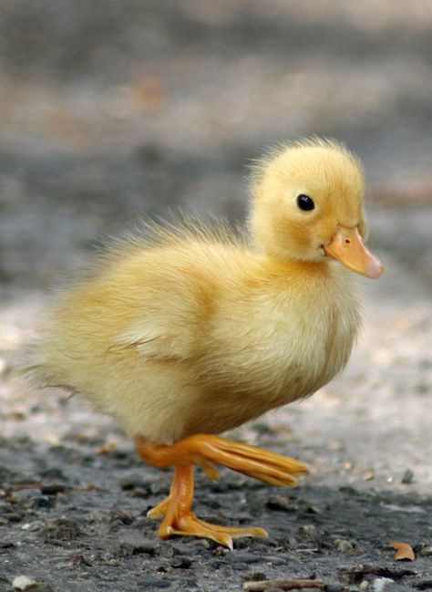 Yellow duckling Cute Ducklings Aesthetic, Yellow Duckling, Animal Yoga, Duck Pictures, Duck And Ducklings, Cute Ducklings, Yellow Animals, Funny Duck, Most Beautiful Birds