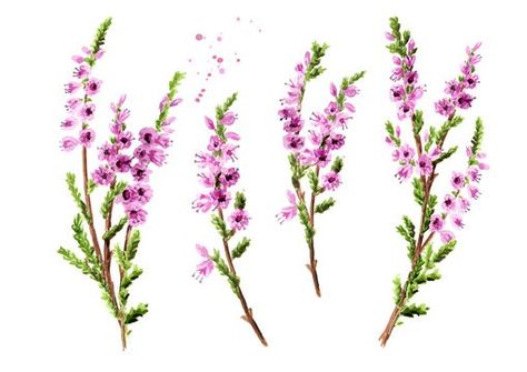 Heather Drawing, Scotland Tattoo, Heather Flower, Heather Plant, Purple Heather, Heather Purple, Drawing Images, Hand Illustration, Flower Tattoos