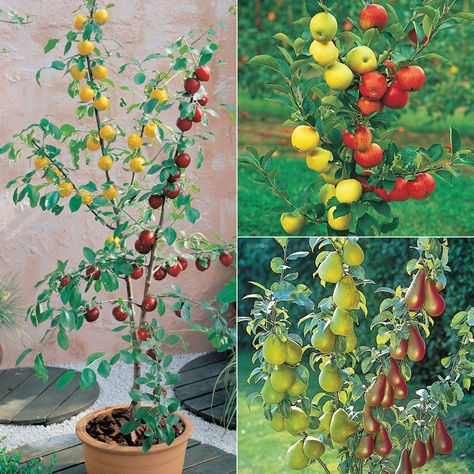 Fruit Trees | Fruit & Vegetables Fruit Trees Apple & Pear Trees Fruit Tree 'Duo ... Fruit Salad Tree, Grafting Fruit Trees, Bonsai Fruit Tree, Grafting Plants, Orchard Garden, Apple Trees, Pear Trees, Apple Pear, Fruit Tree