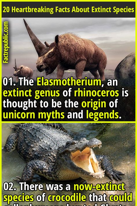 Weird Facts About Animals, Weird Sea Creatures, Extinct Birds, Science Knowledge, 10 Animals, Extinct Species, Strange Animals, Fact Republic, Prehistoric Wildlife