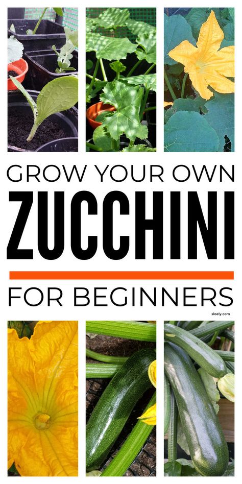 How To Grow Zucchini In A Pot, Courgette Growing, How To Plant Zucchini Plants, Gardening Zucchini Growing Tips, Growing Courgettes, How To Prune Zucchini Plants, Grow Zucchini From Scraps, Zucchini Growing, How To Grow Zucchini